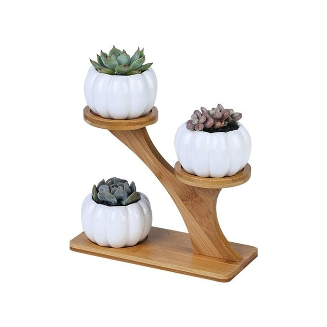 Simple White Succulent Plant Flower Pot